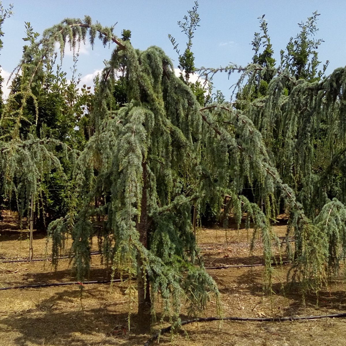 cedrus atlantica glauca pendula exemplary - Matteini Tranquillo