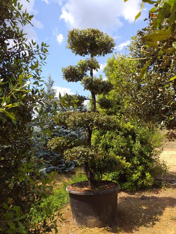 Quercus ilex - Bonsai - Matteini Tranquillo