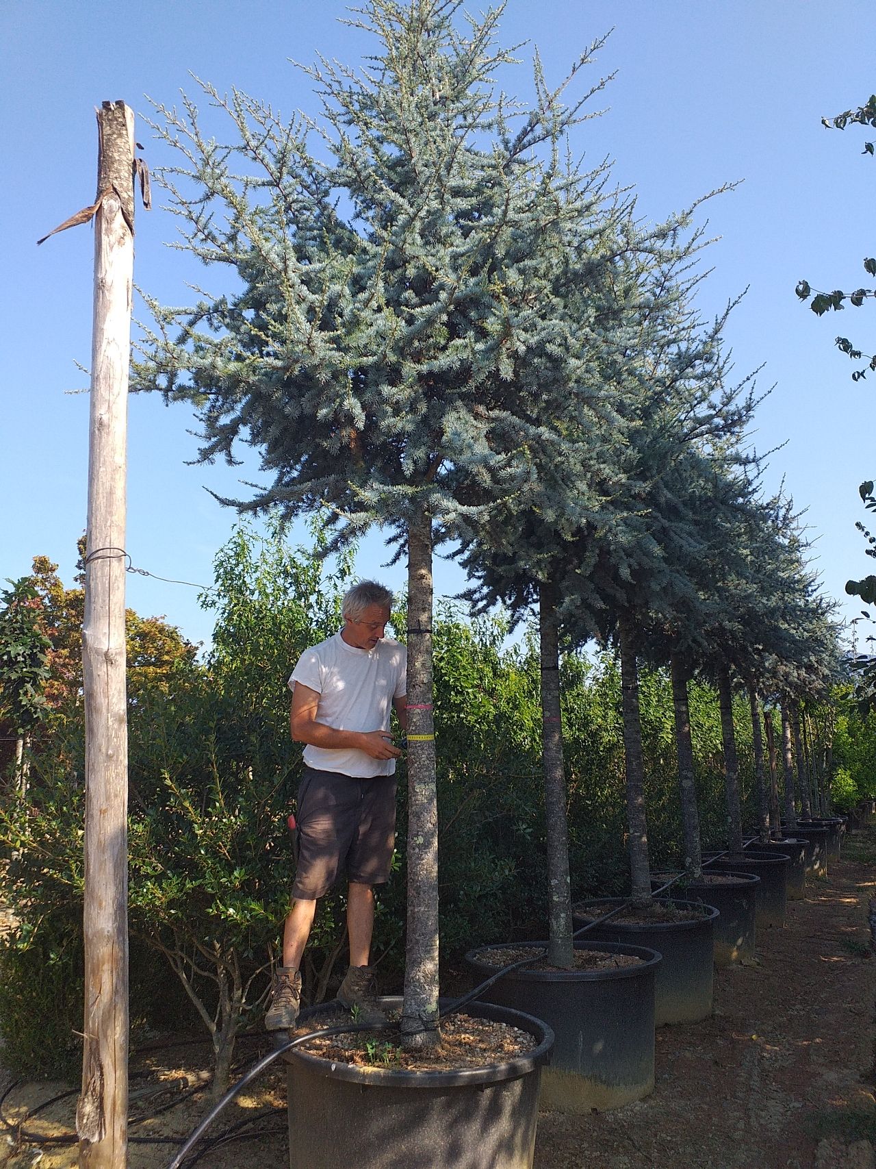 Cedrus atlantica Glauca - Blue atlas cedar - Matteini Tranquillo