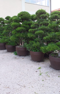 japanese juniper bonsai tree Juniper Bonsai Tree
