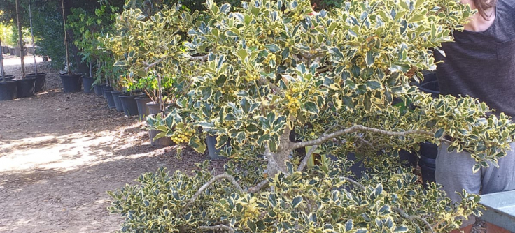 Ilex aquifolium Argentea Marginata - Bunjin - Matteini Tranquillo